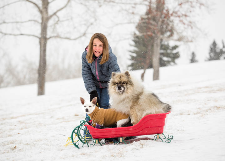 a girl and two dogs in a red sleigh in the snow